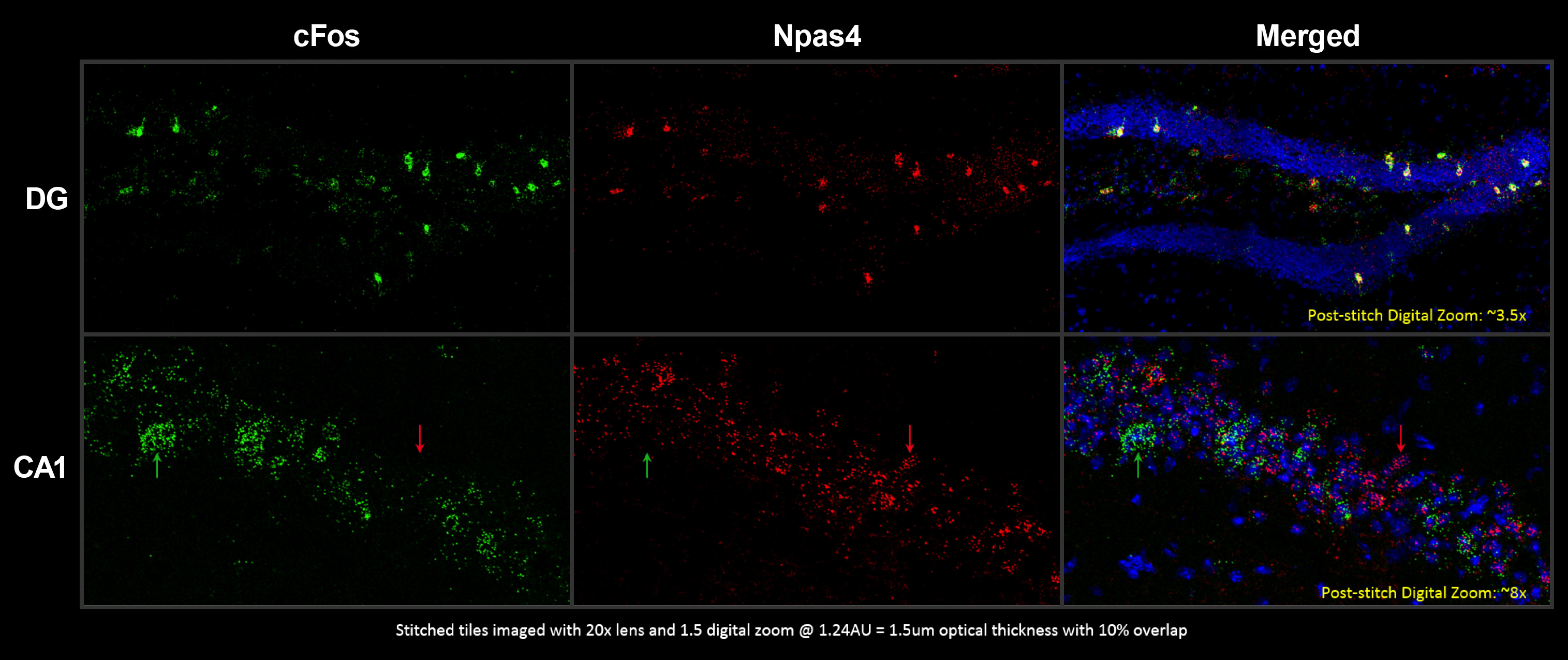 Figure 6: Behavioral training induces cfos and Npas4 in distinct sets of cells.